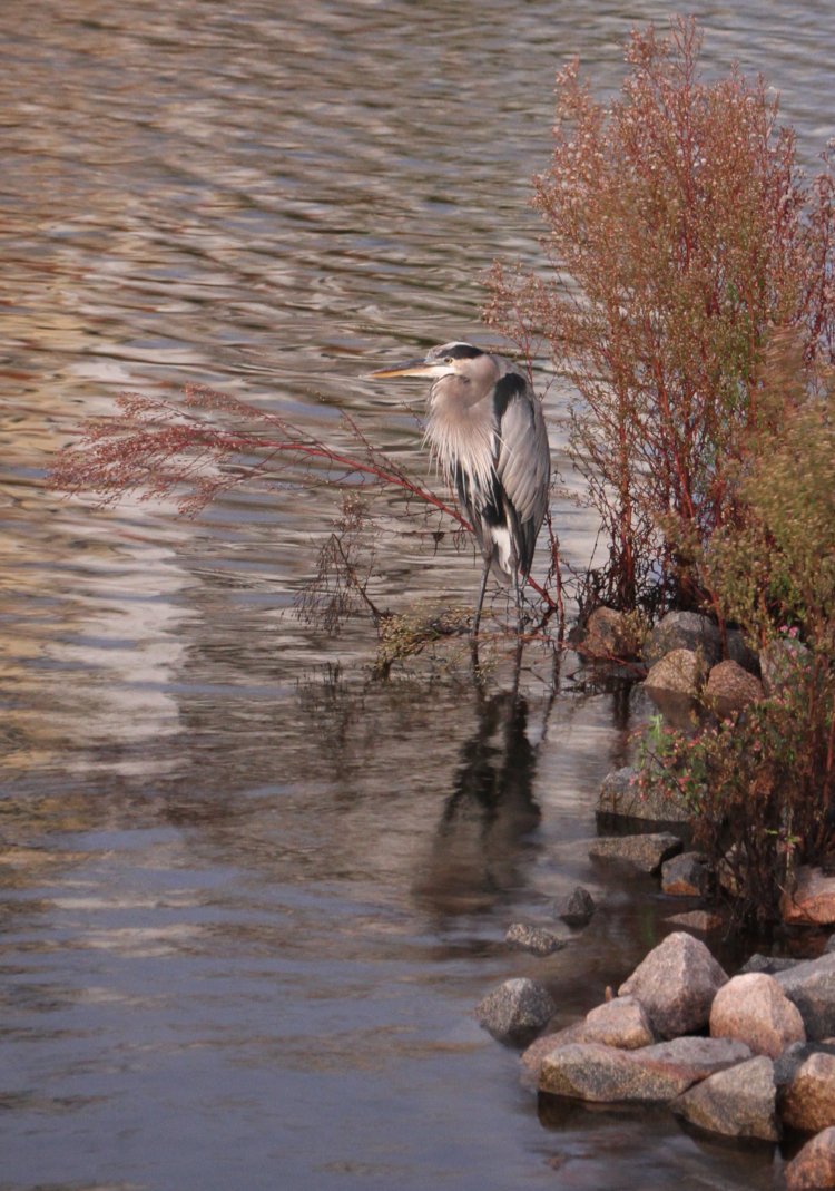great blue heron Ardea herodias perched on rocks on waterfront at dusk