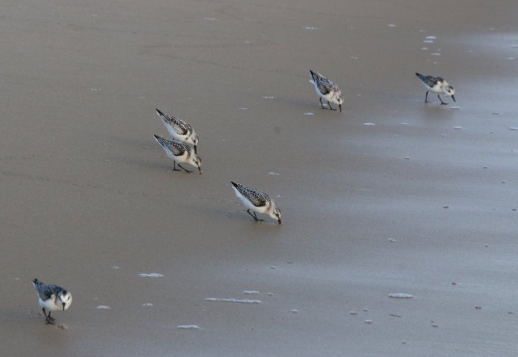 sanderlings Calidris alba probing newly-soaked sand for crustaceans
