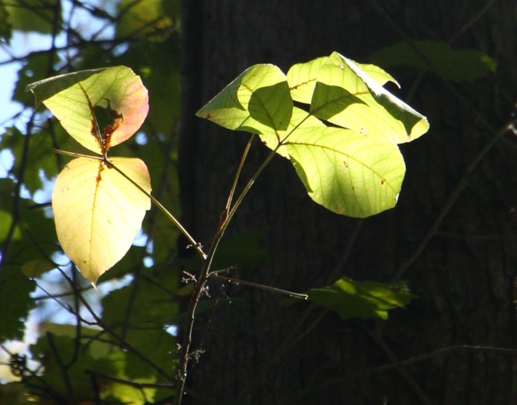 backlit leaves in shadowy area showing overlapping shadows