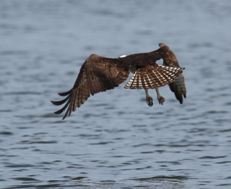 osprey Pandion haliaetus aborting stoop as fish moves off
