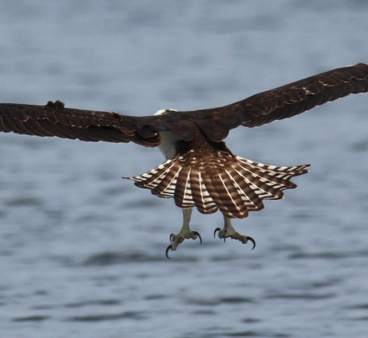 osprey Pandion haliaetus in final stages of stoop, talons extended as it closes on a fish