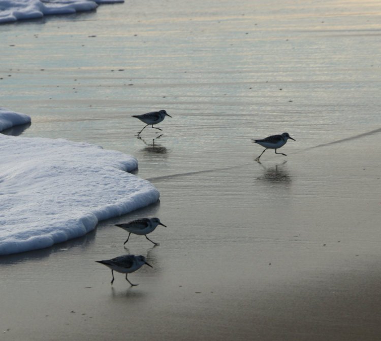 quartet of sanderlings Calidris alba fleeing the advancing foam line