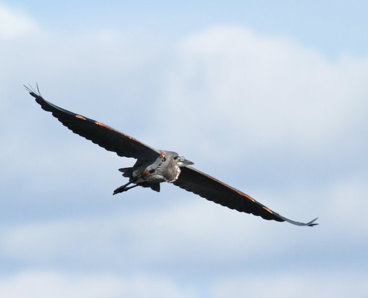 great blue heron Ardea herodias banking against cumulus clouds