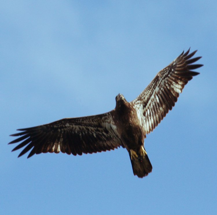 second-year juvenile bald eagle Haliaeetus leucocephalus passing directly overhead showing plumage clearly