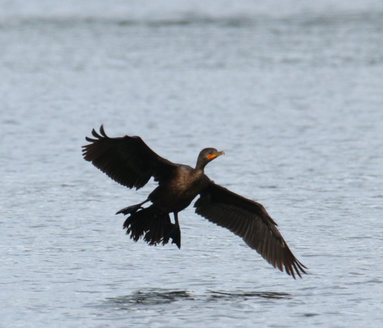 female double-crested cormorant Nannopterum auritum on final approach into water showing braking tail and feet