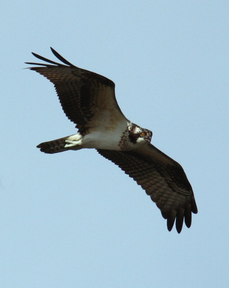 osprey Pandion haliaetus cruising overhead