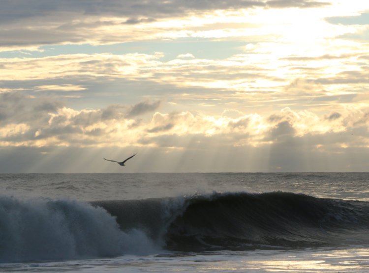 gull silhouetted against crepuscular rays on horizon over breakers