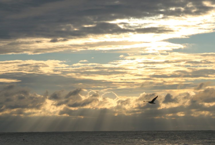 gull silhouetted against crepuscular rays on horizon over ocen