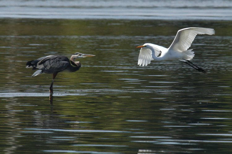 great egret Ardea alba circling back past great blue heron Ardea herodias that just spooked it from its fishing spot