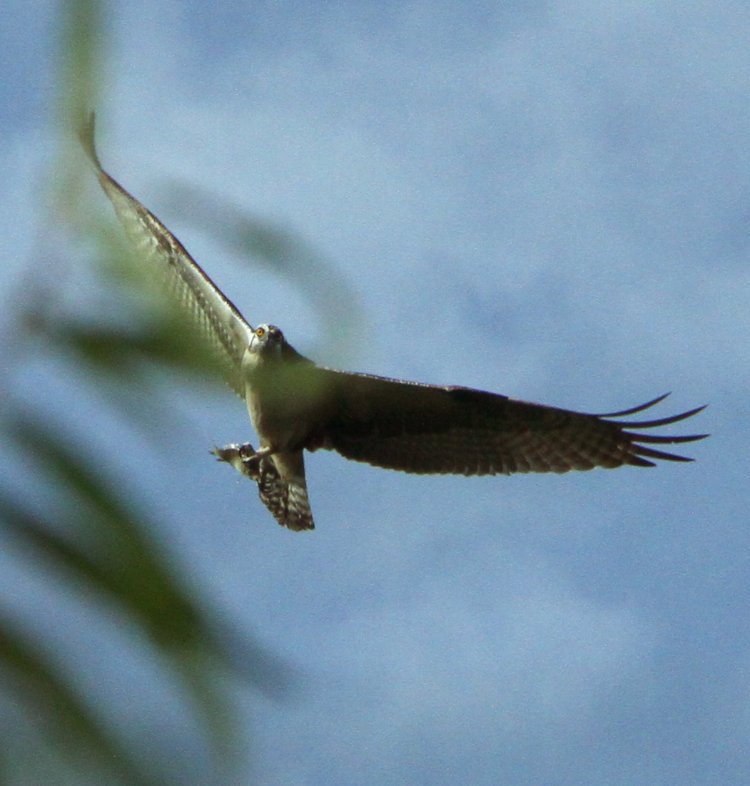 osprey Pandion haliaetus banking in distance with captured fish, seen through intervening branches