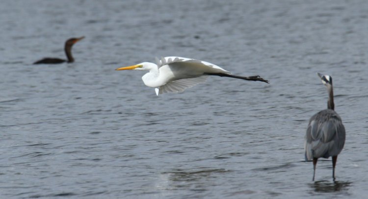 great egret Ardea alba airborne between wading great blue heron Ardea herodias and swimming double-crested cormorant Nannopterum auritum