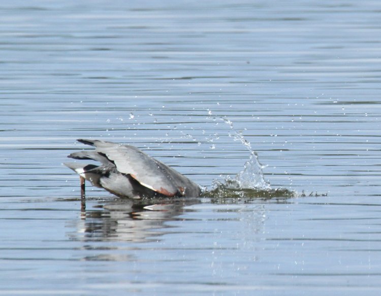 great blue heron Ardea herodias right as it plunges its head into the water after a meal