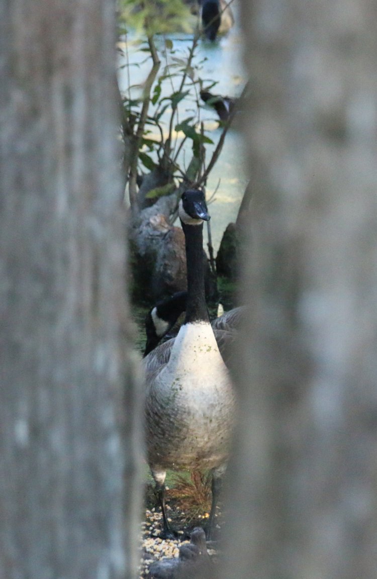 Canada goose Branta canadensis visible through gap in trees, standing guard while others eat