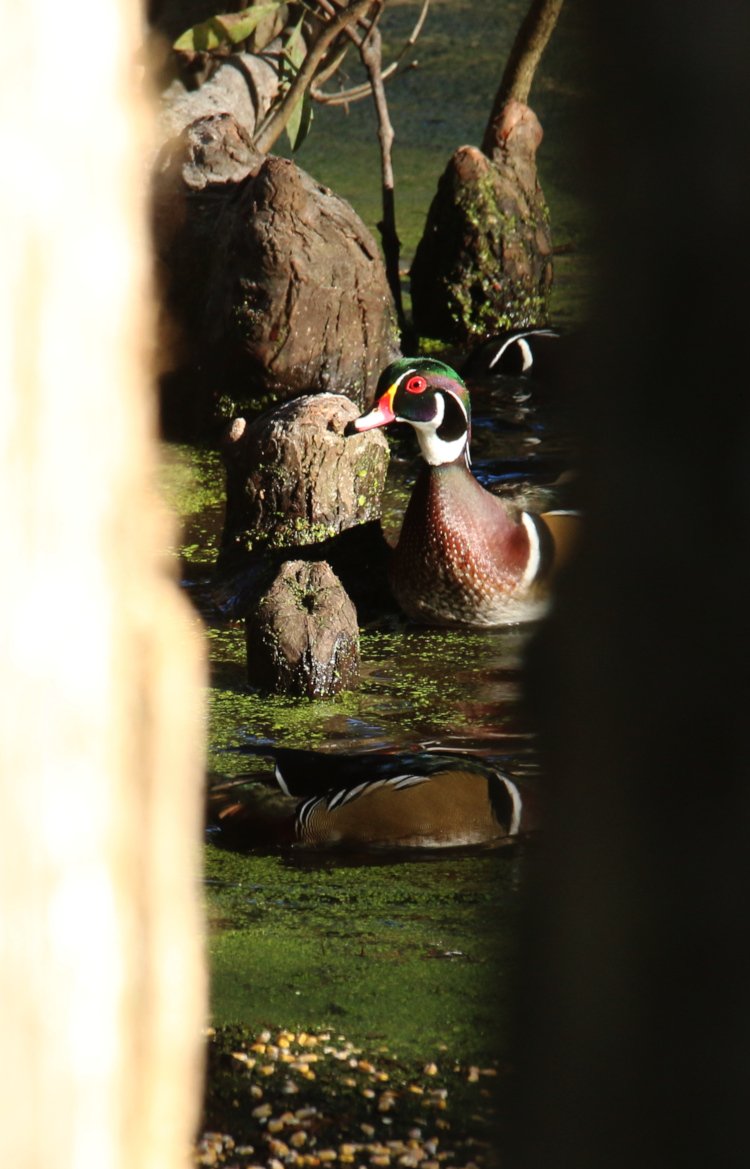 trio of adult male wood ducks Aix sponsa catching afternoon sun through gap in trees