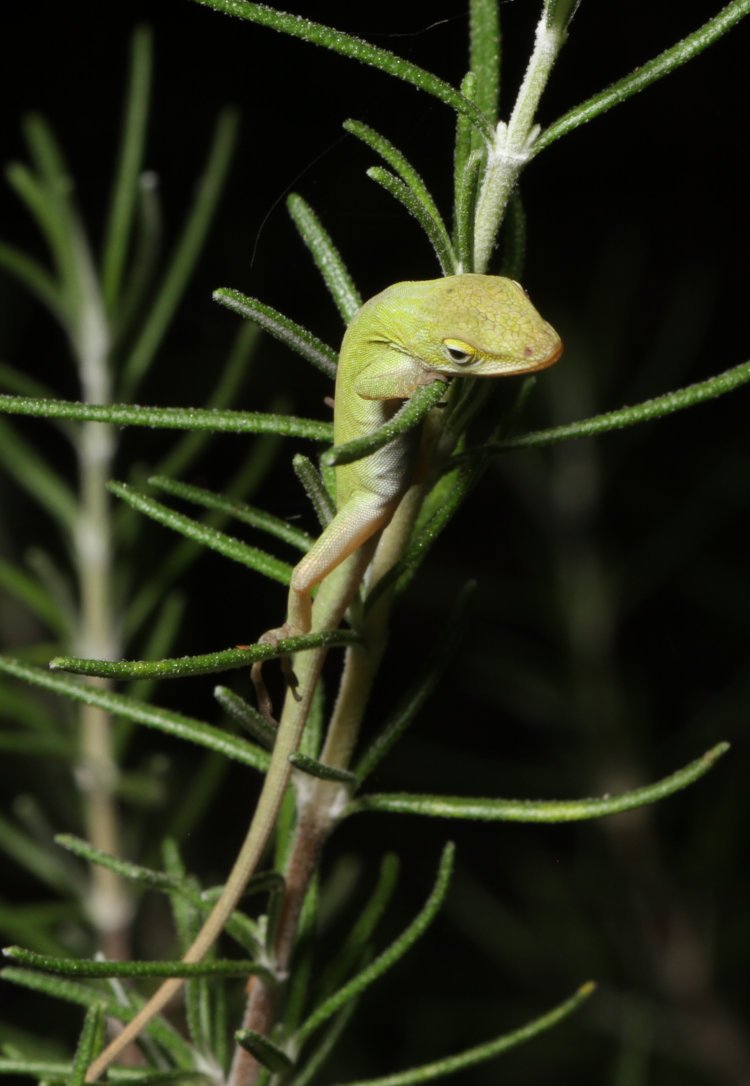 Carolina anole Anolis carolinensis snoozing vertically on rosemary plant