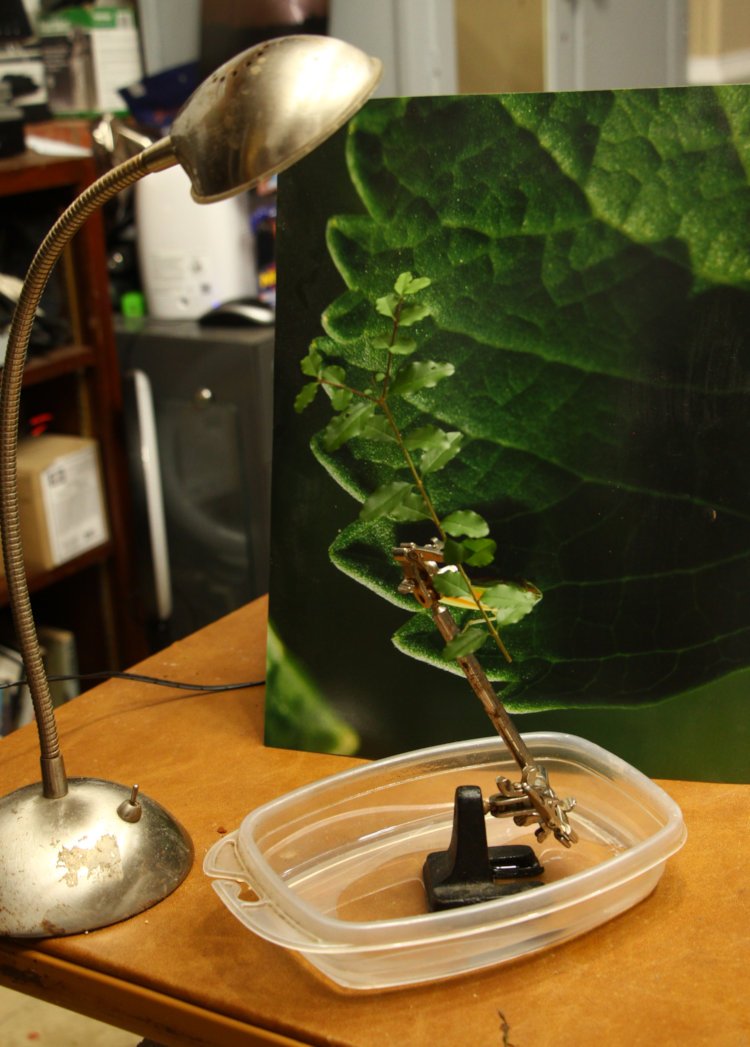 quick macro photography studio with print backdrop, plant in clamp and water dish, and focusing light