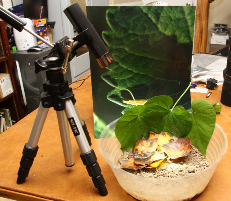 example of macro studio for ground-based subjects, with substrate, backdrop, and focusing light