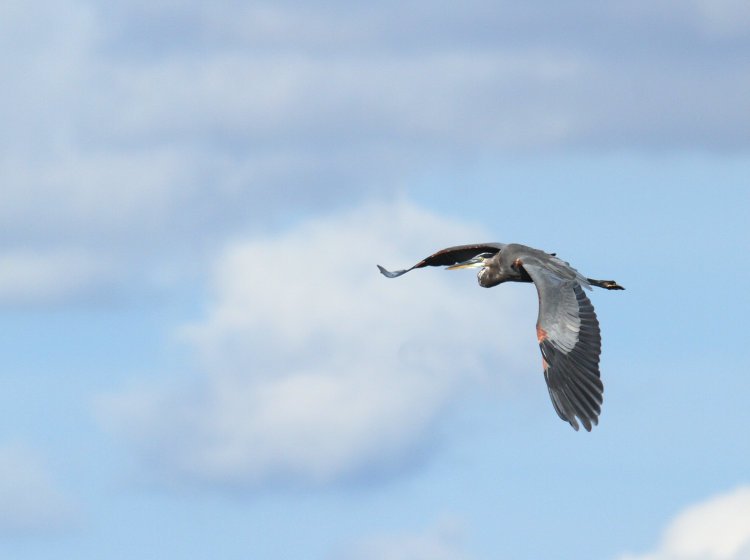 great blue heron with wings on downbeat against cumulus clouds