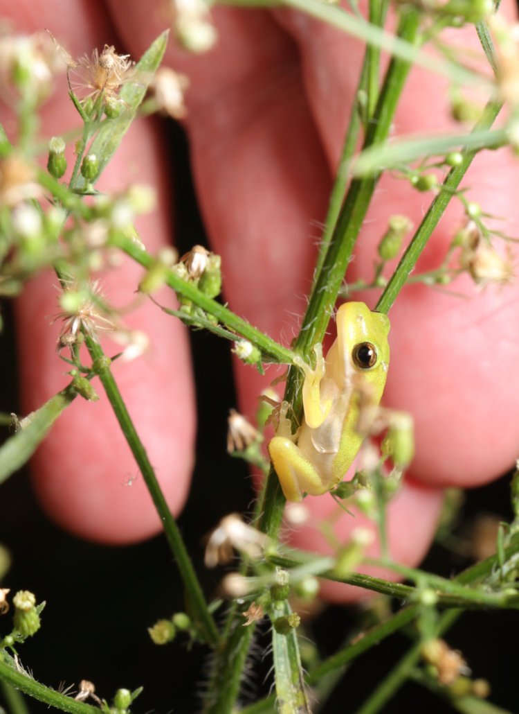 very small juvenile green treefrog Dryophytes cinereus on weeds with author's fingers for scale