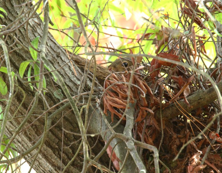 eastern grey squirrel Sciurus carolinensis appearing to be making an autumn nest rather low in a tree
