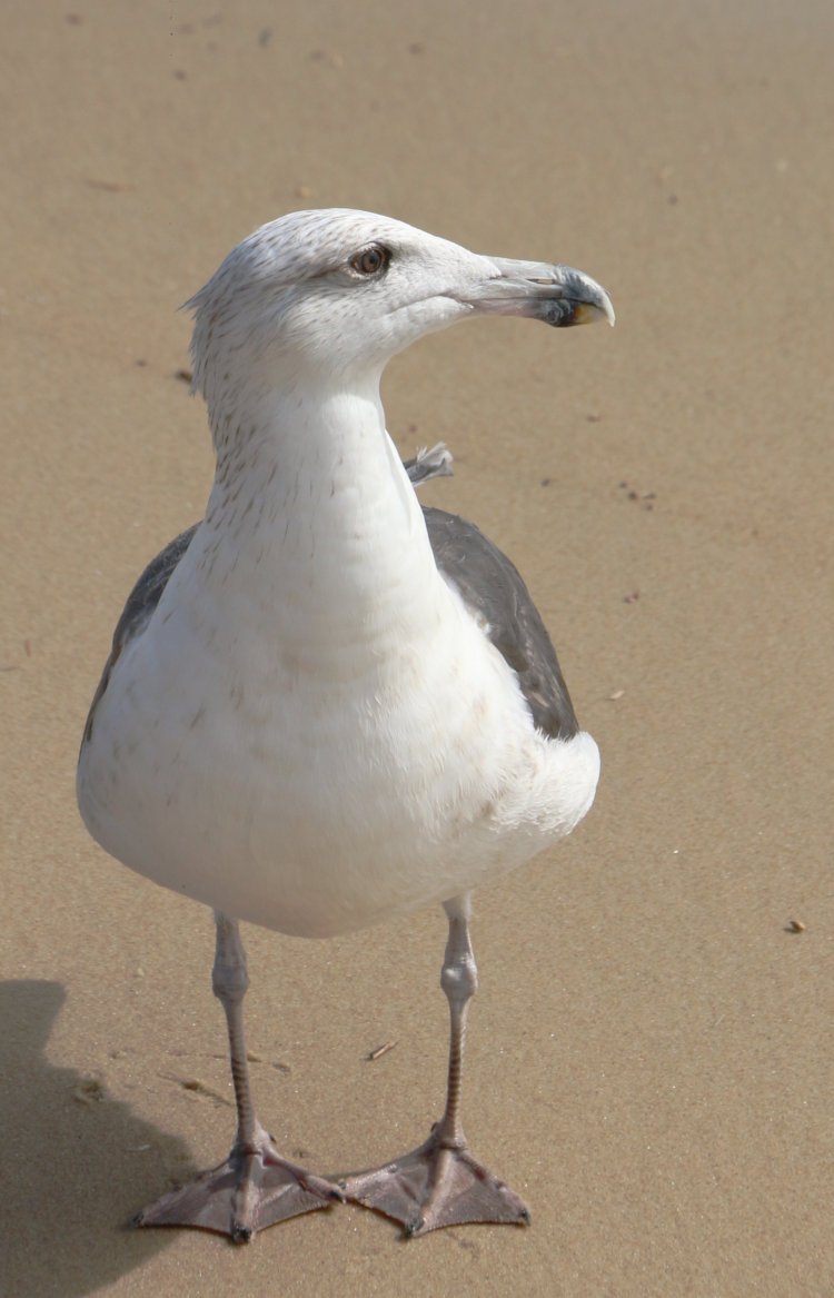 unidentified seagull looking casual and definite not panhandling in any way no