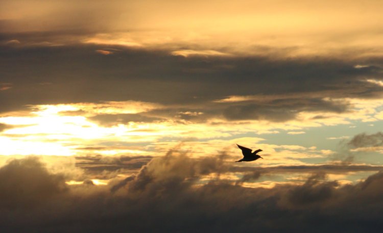 seagull silhouetted against sunrise clouds