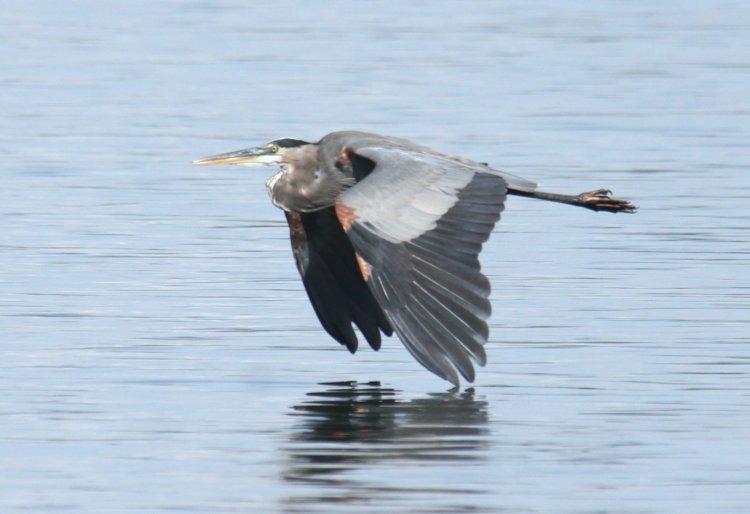 great blue heron Ardea herodias flying so low over the water its wingtips are touching the surface
