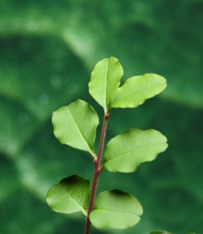 sprig of weed for macro studio work with leafy print in background