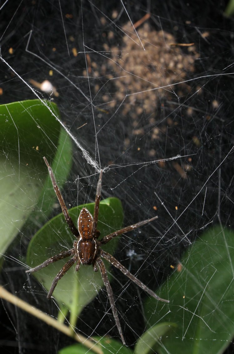 adult female six-spotted fishing spider Dolomedes triton suspended on outside of web nest guarding huge cluster of newly-hatched spiderlings
