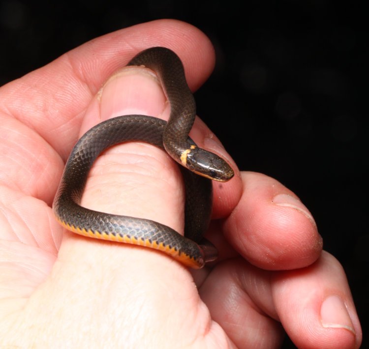 ring-necked snake Diadophis punctatus held in author's hand for photos
