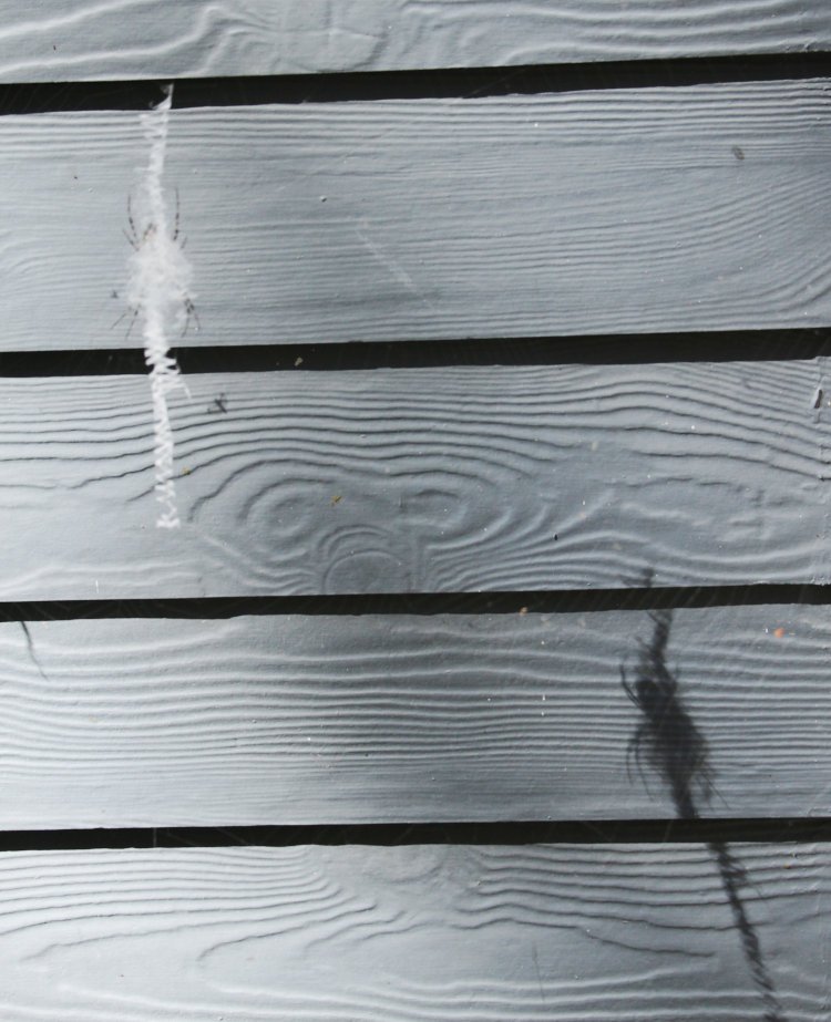 web of black-and-yellow argiope Argiope aurantia showing presence of adult by shadow on wall