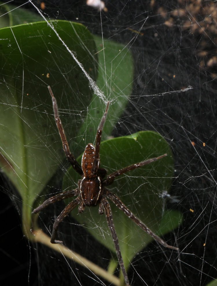 adult female six-spotted fishing spider Dolomedes triton suspended on outside of web nest near new hatchlings