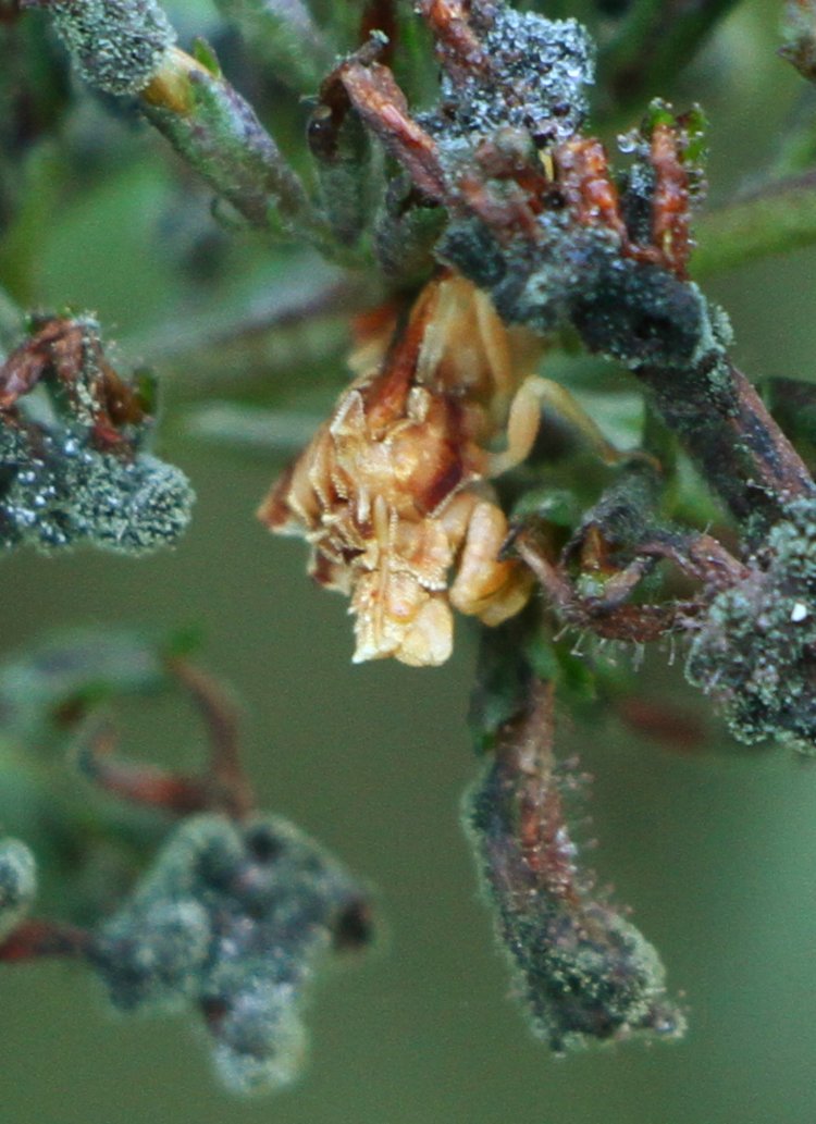 jagged ambush bug Phymata still inhabiting long-dead cluster of butterfly bush Buddleja davidii blossoms