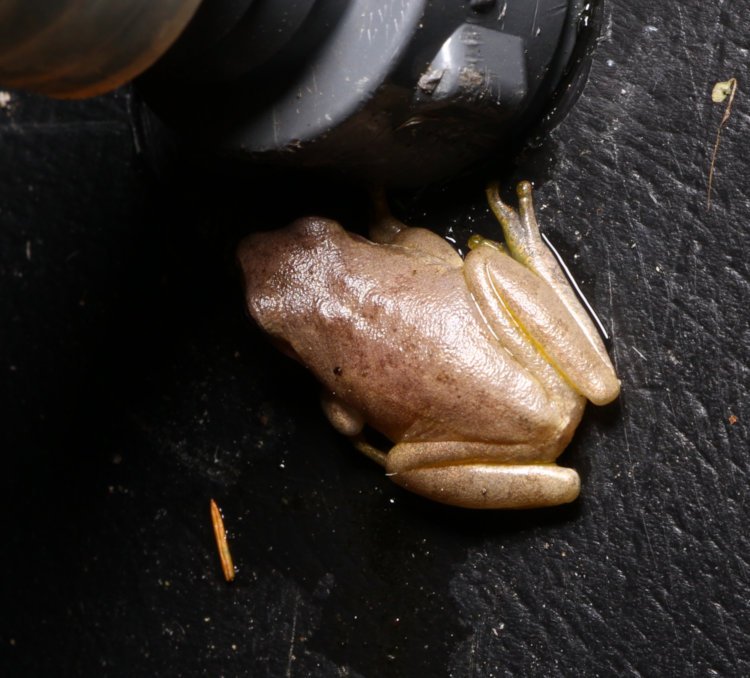 back of juvenile treefrog, likely squirrel treefrog Dryophytes squirellus, on rainbarrel
