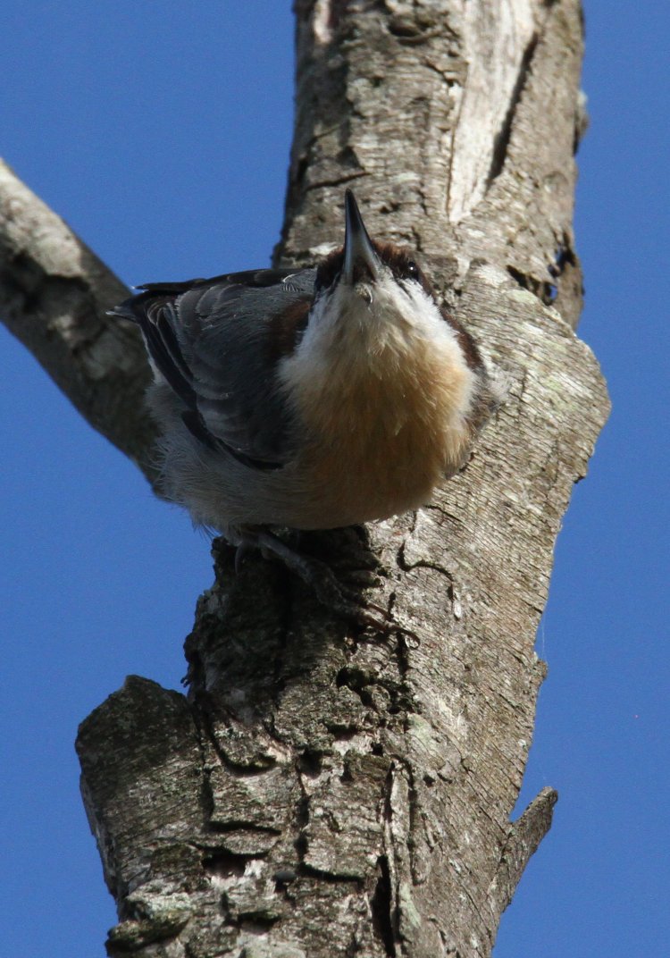brown-headed nuthatch Sitta pusilla on trunk with head raised