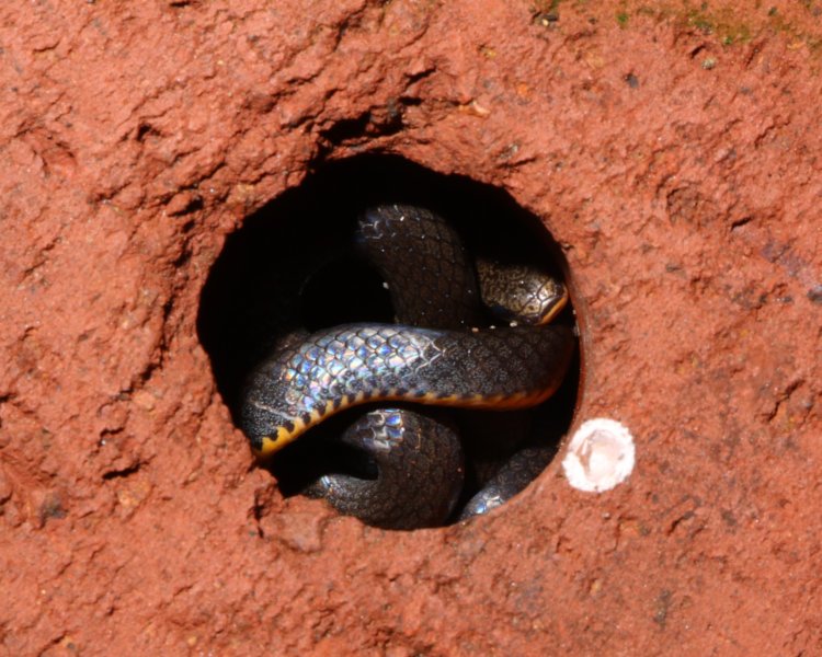 ring-necked snake Diadophis punctatus coiled tightly inside opening in brick