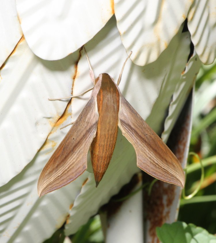 tersa sphinx moth Xylophanes tersa on yard sculpture throughout the day