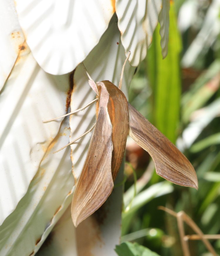 tersa sphinx moth Xylophanes tersa on yard sculpture throughout day