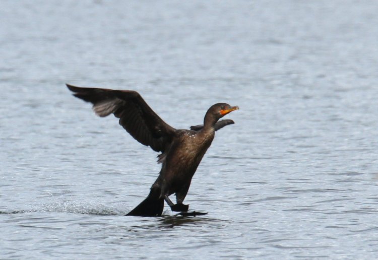 female double-crested cormorant Nannopterum auritum entering water using tail as primary brake