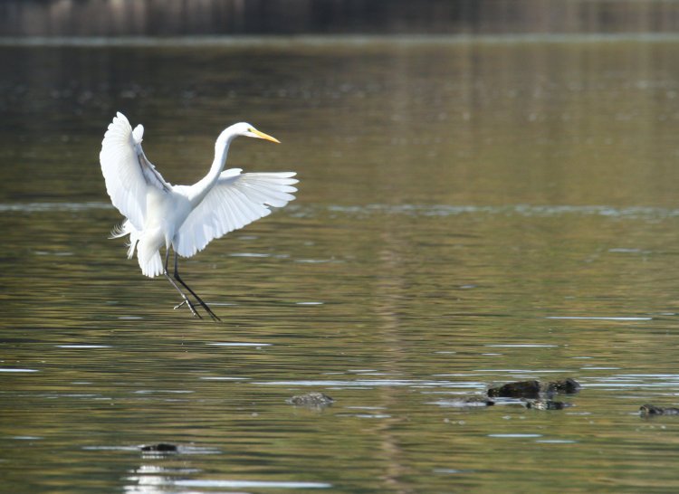 great egret Ardea alba touching down on shallow rocks in Jordan Lake