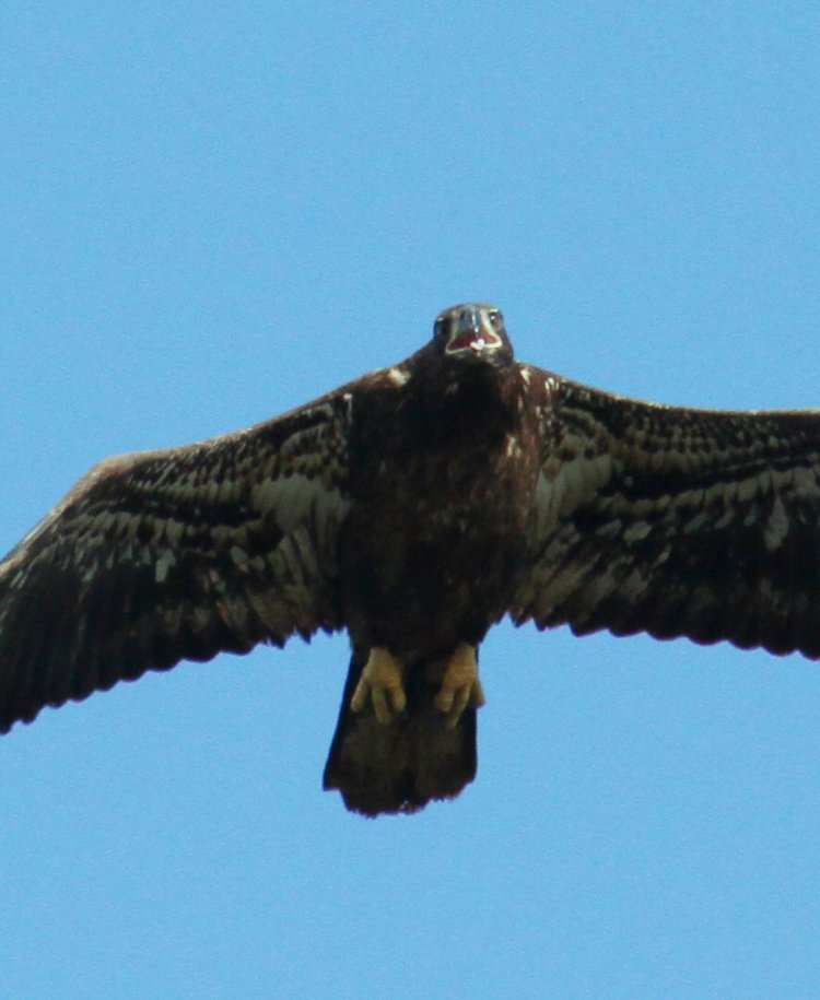 second-year juvenile bald eagle Haliaeetus leucocephalus approaching, eyes on photographer