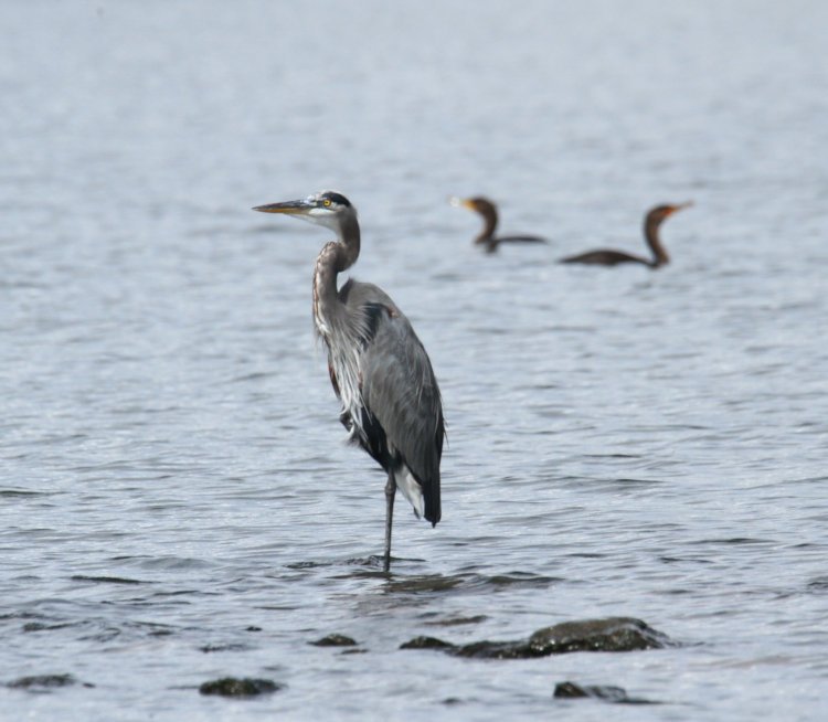great blue heron Ardea herodias standing in shallows with two double-crested cormorants Nannopterum auritum swimming in deeper water beyond