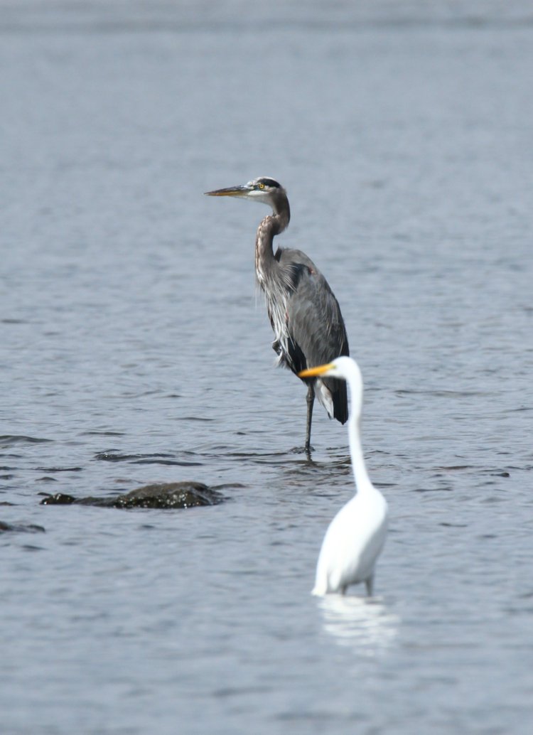 great egret Ardea alba and great blue heron Ardea herodias standing close together in shallows of Jordan Lake