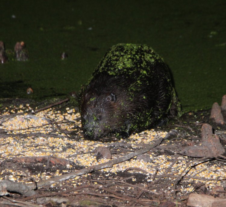 large North American beaver Castor canadensis on edge of pond scarfing down corn at night