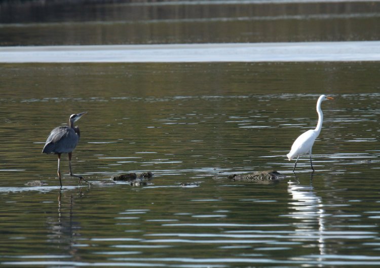 great blue heron Ardea herodias approaching great egret Ardea alba that it feels is encroaching