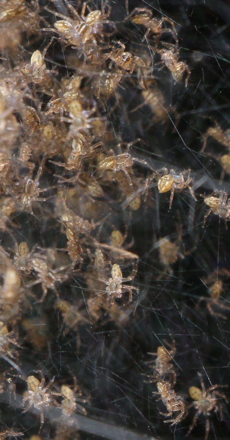 full-resolution crop of cluster of six-spotted fishing spider Dolomedes triton spiderlings in web nest