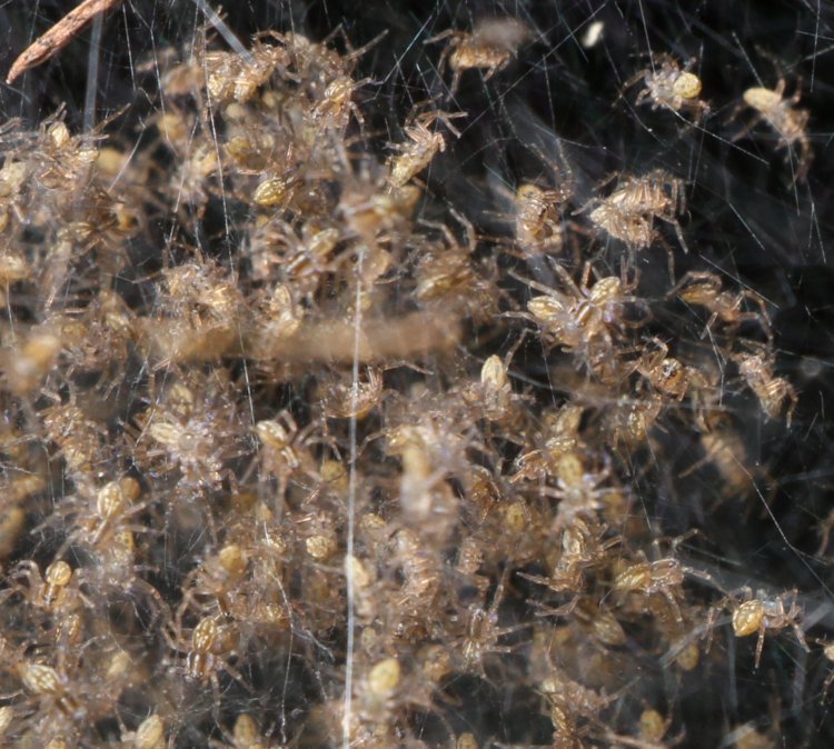 closeup of six-spotted fishing spider Dolomedes triton brood within protective web nest